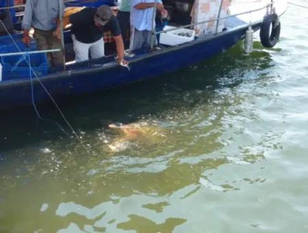 Dalyan Blue Crab Boat Tour